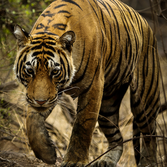 Home Safari 9