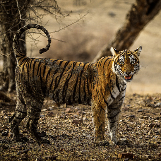 Home Safari 11