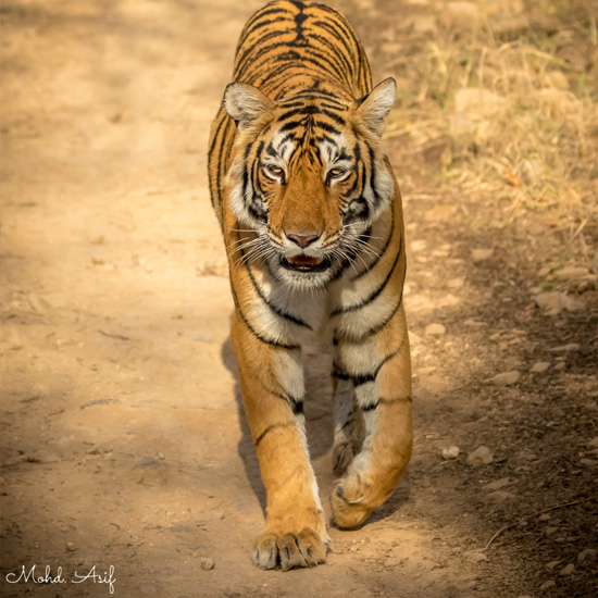 Home Safari 2