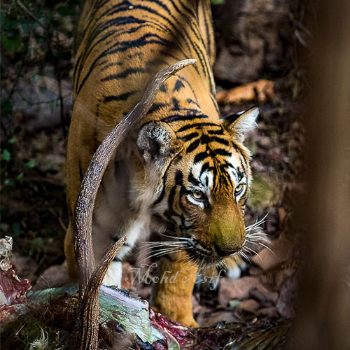 SAFARI 8