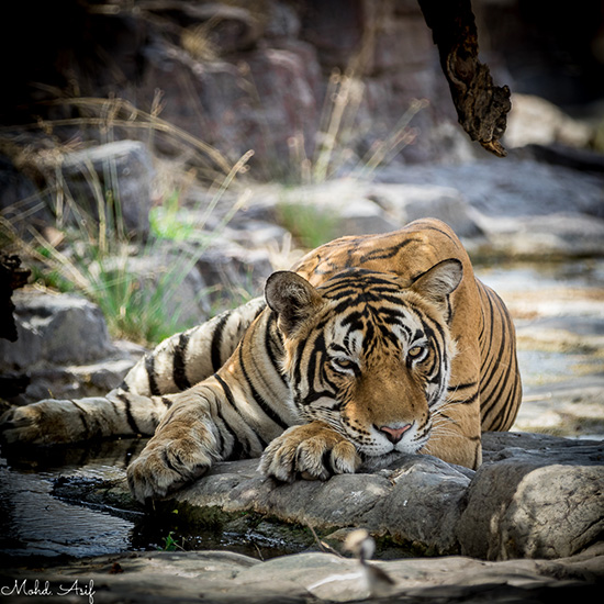 Home Safari 6