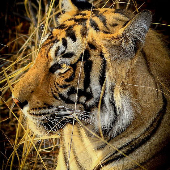 Home Safari