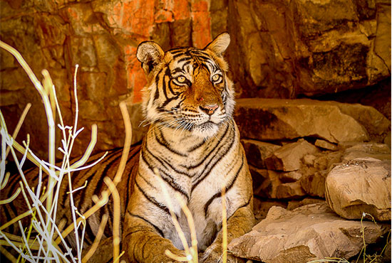 Best Time to Visit Panna Tiger Reserve